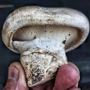 Close-up of person holding mushroom