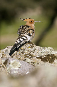 Close-up of bird perching on rock