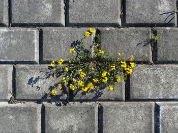 Close-up of yellow flowers against wall