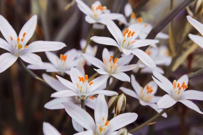 Close-up of flowers