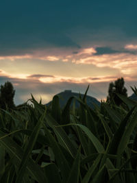 Close-up of plants growing on field against sky during sunset