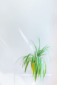 Close-up of plant against white background