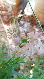 Close-up of plant