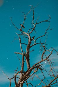 Low angle view of bare tree against blue sky