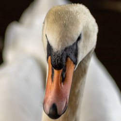 Close-up of swan