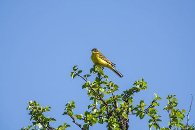 Low angle view of bird perching on branch against clear blue sky