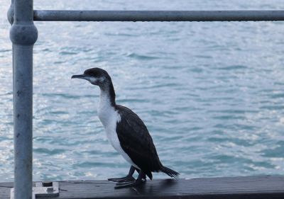 Close-up of bird perching on railing against sea