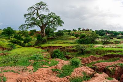 Trees on landscape against sky