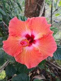 Close-up of pink flower blooming outdoors