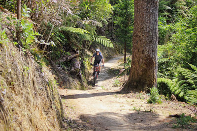 Man mtb mountainbike cycling on road amidst trees in redwood forest