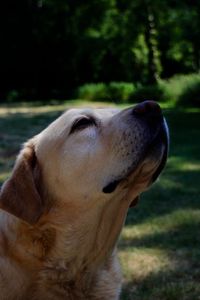 Close-up of dog looking away