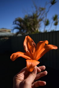 Cropped hand holding orange flower in sunny day