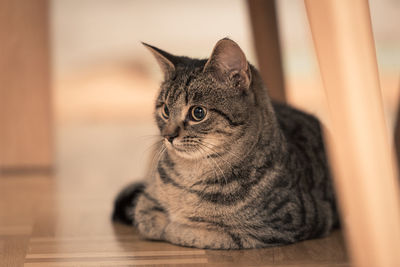 Close-up of a cat looking away