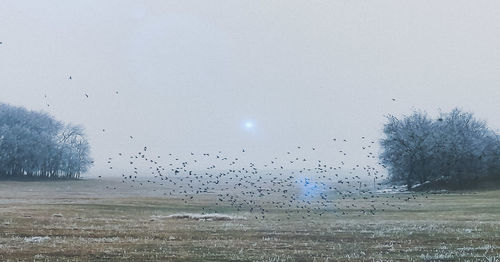 Birds flying over field against sky