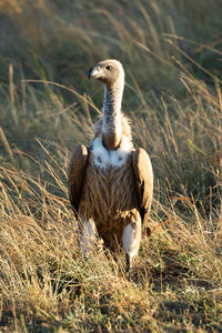 African white-backed vulture standing in long grass