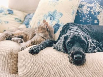 Portrait of dog and cat resting on sofa