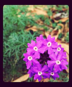 Close-up of purple flowers blooming outdoors