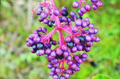 Close-up of purple flowers growing on plant