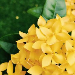 Close-up of yellow flowers