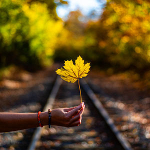 Midsection of woman holding yellow flowering plant