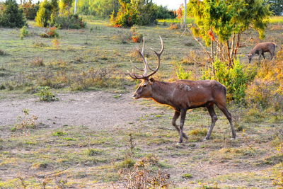 Deer standing on dirt road