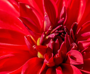 Full frame shot of red rose flower