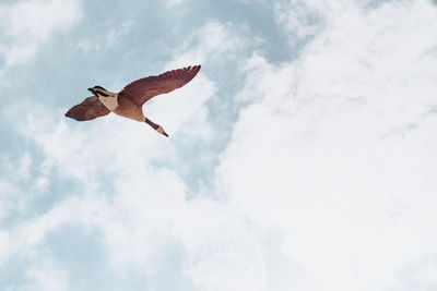 Low angle view of eagle flying in sky