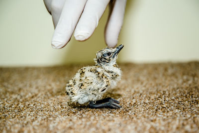 Closeup of hand and bird chick houbara bustard 2 days old trying to stand on his feet