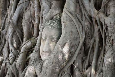 Buddha's head in tree roots. ayutthaya province. thailand.