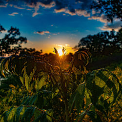 Close-up of plants against sunset sky