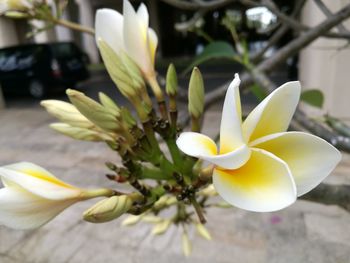 Close-up of frangipani blooming outdoors