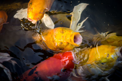 High angle view of koi carps swimming in sea