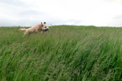 Fluffy dog running and jumping through the tall grass in a field.