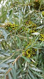 Close-up of leaves