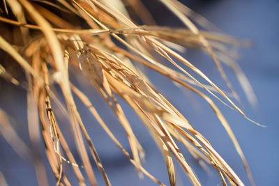 Close-up of wheat crops against sky