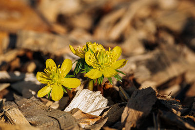 Close-up of yellow flowering plant