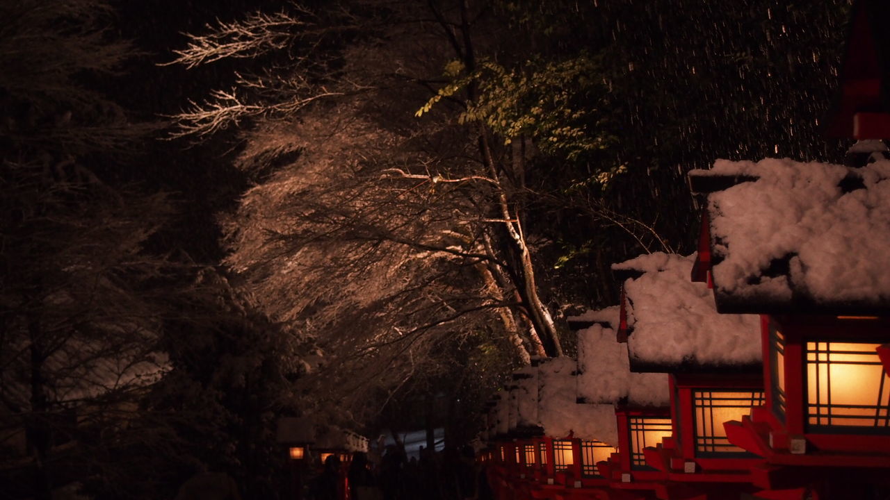 night, illuminated, tree, built structure, building exterior, architecture, house, outdoors, no people, nature, dark, high angle view, dusk, growth, auto post production filter, abandoned, branch, old, wall - building feature