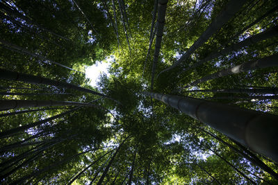 Low angle view of bamboo trees in forest