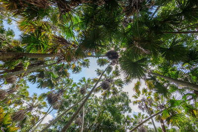 Low angle view of coconut palm trees against sky