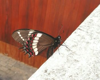 Close-up of insect on wall