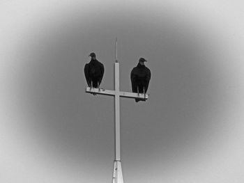 Low angle view of tree against sky