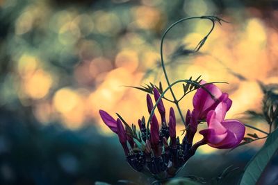 Close-up of flower against blurred background