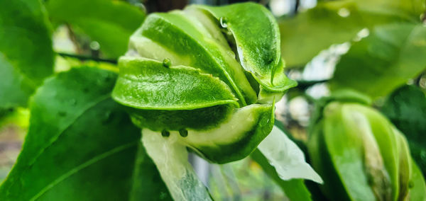 Close-up of wet green leaves