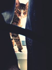 Portrait of cat sitting on window