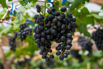 Close-up of grapes hanging in vineyard