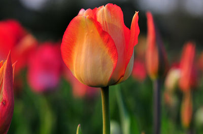 Close-up of flower blooming outdoors