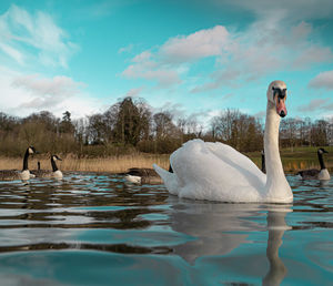 Swans swimming in lake against sky