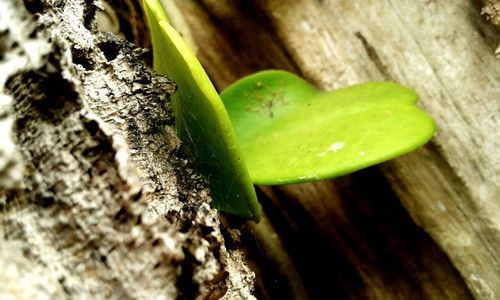 Close-up of plant