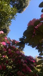 Low angle view of cherry blossoms in spring