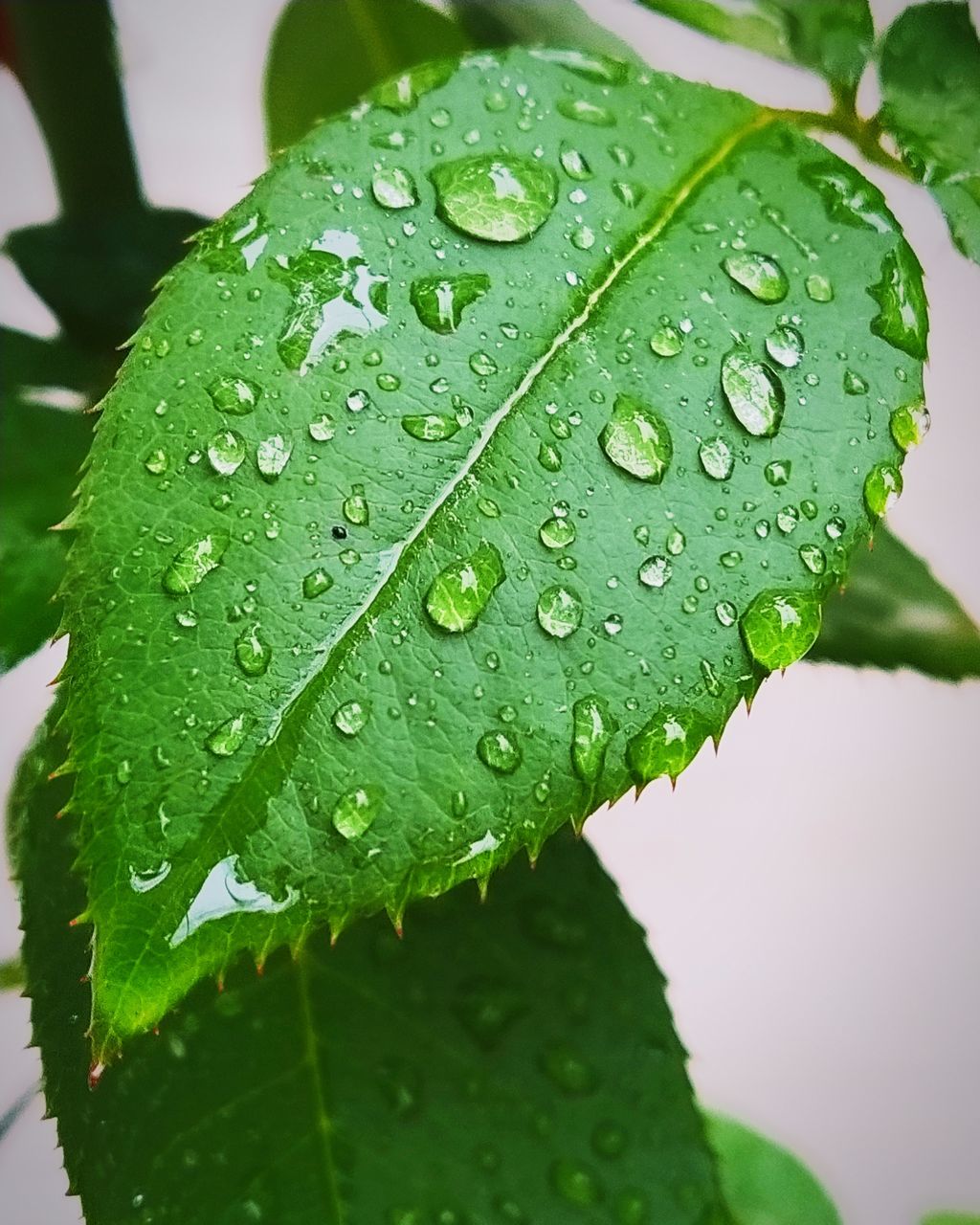 drop, wet, water, close-up, green color, leaf, plant part, nature, focus on foreground, rain, day, no people, growth, plant, freshness, outdoors, beauty in nature, leaf vein, raindrop, rainy season, dew, leaves, purity